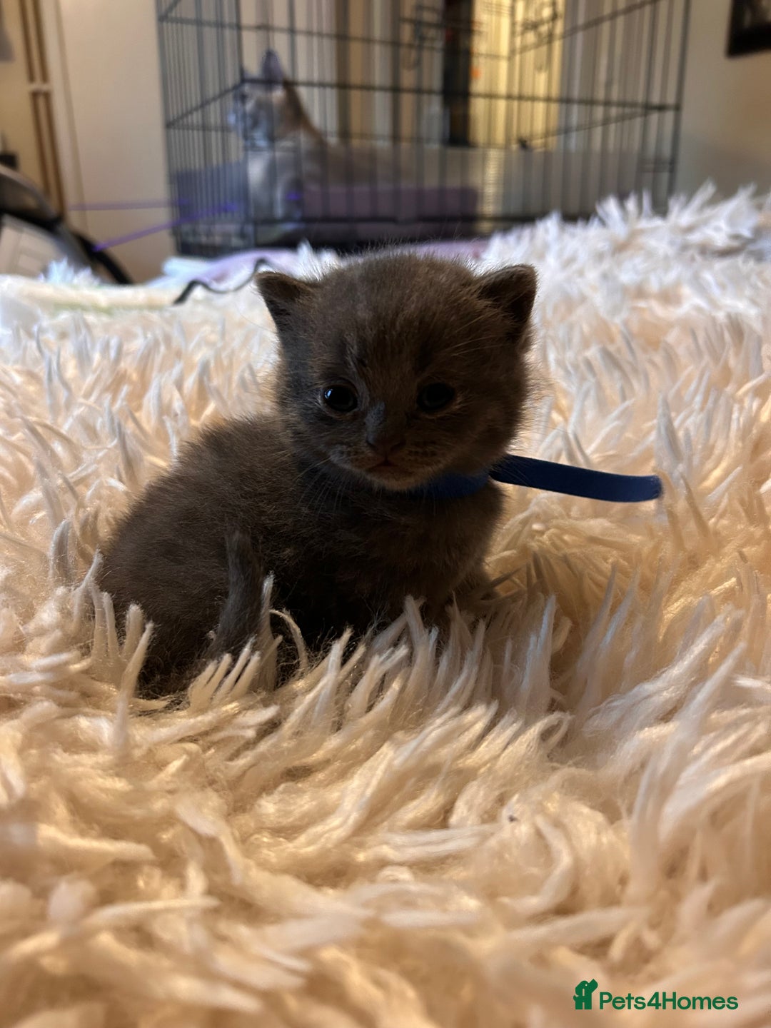British Shorthair cats for sale: Pedigree British shorthair kittens - Image 16