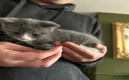 British Shorthair cats for sale: British blue  - Image 9