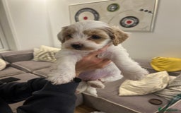 Mixed Breed dogs for sale: Tiboodle Puppies – Toy Poodle x Tibetan Terrier - Image 20
