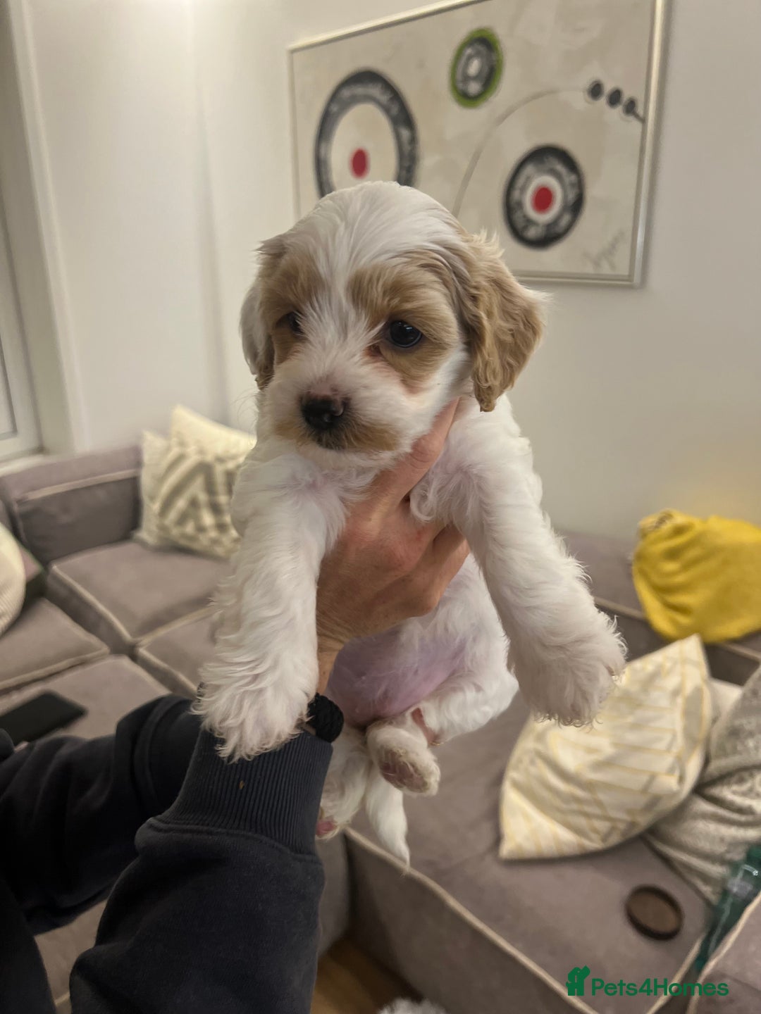 Mixed Breed dogs for sale: Tiboodle Puppies – Toy Poodle x Tibetan Terrier - Image 20