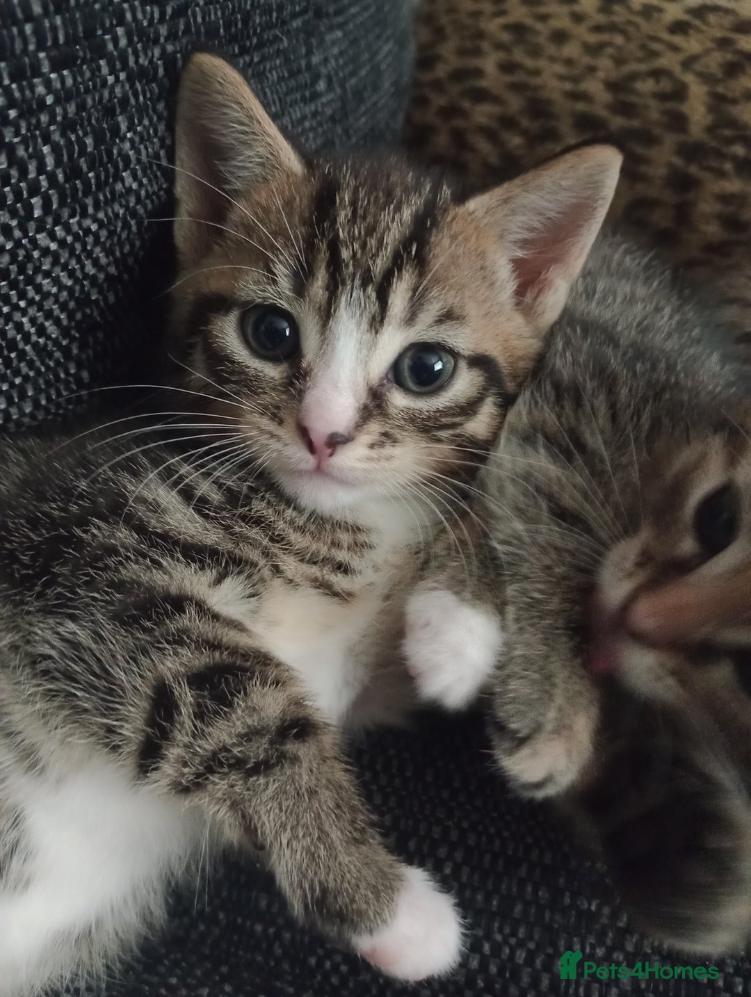 Mixed Breed cats for sale: Pretty kittens - Advert 5