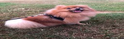 Pomeranian dogs for stud: Orange Pomeranian Stud  - Advert 2