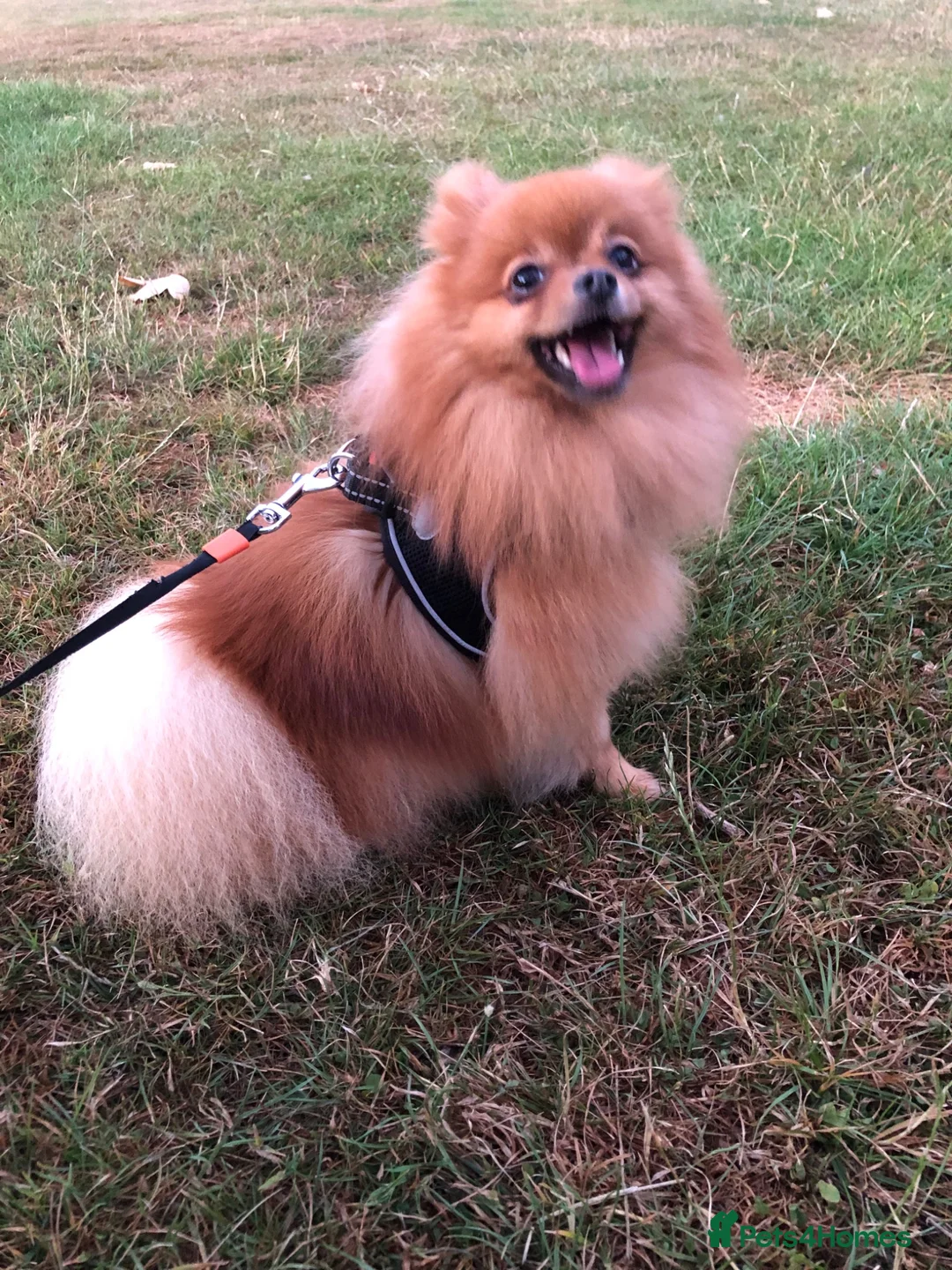 Pomeranian dogs for stud: Orange Pomeranian Stud  - Advert 2