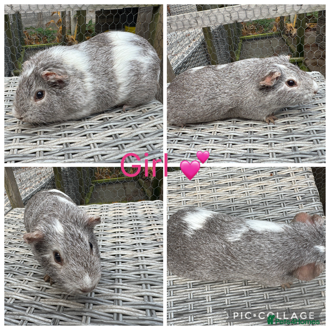 Guinea Pig rodents for sale: Mixture of Girl & Boy piggy’s looking for new laps - Advert 18