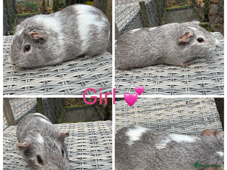 Guinea Pig rodents Mixture of Girl & Boy piggy’s looking for new laps - Advert 13