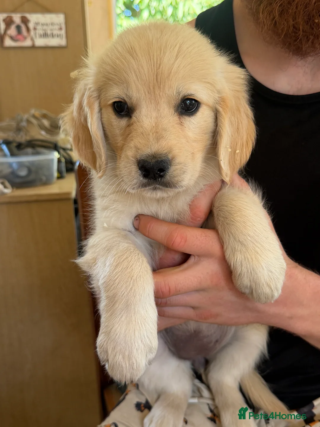 Golden Retriever dogs for sale: Fully vaccinated! Bryn Bach Golden X Angel Annwyl - Advert 2