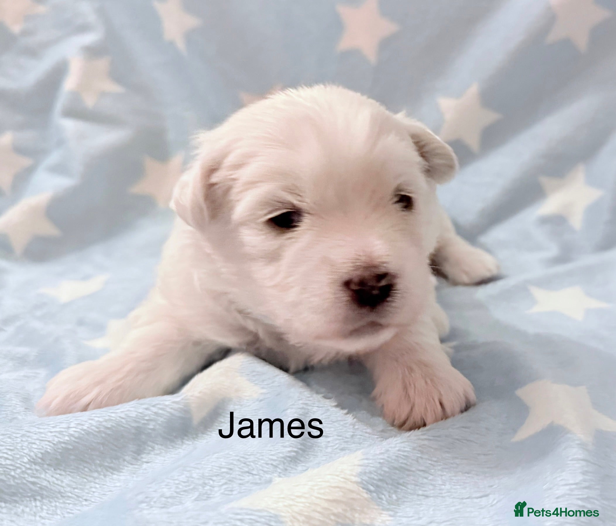 Coton De Tulear dogs KC reg Coton de Tulear parents DNA health tested  - Advert 1