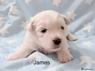 Coton De Tulear dogs KC reg Coton de Tulear parents DNA health tested - Advert 1