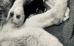 Siberian Husky dogs for sale: Puppy for sale bradford - Image 13