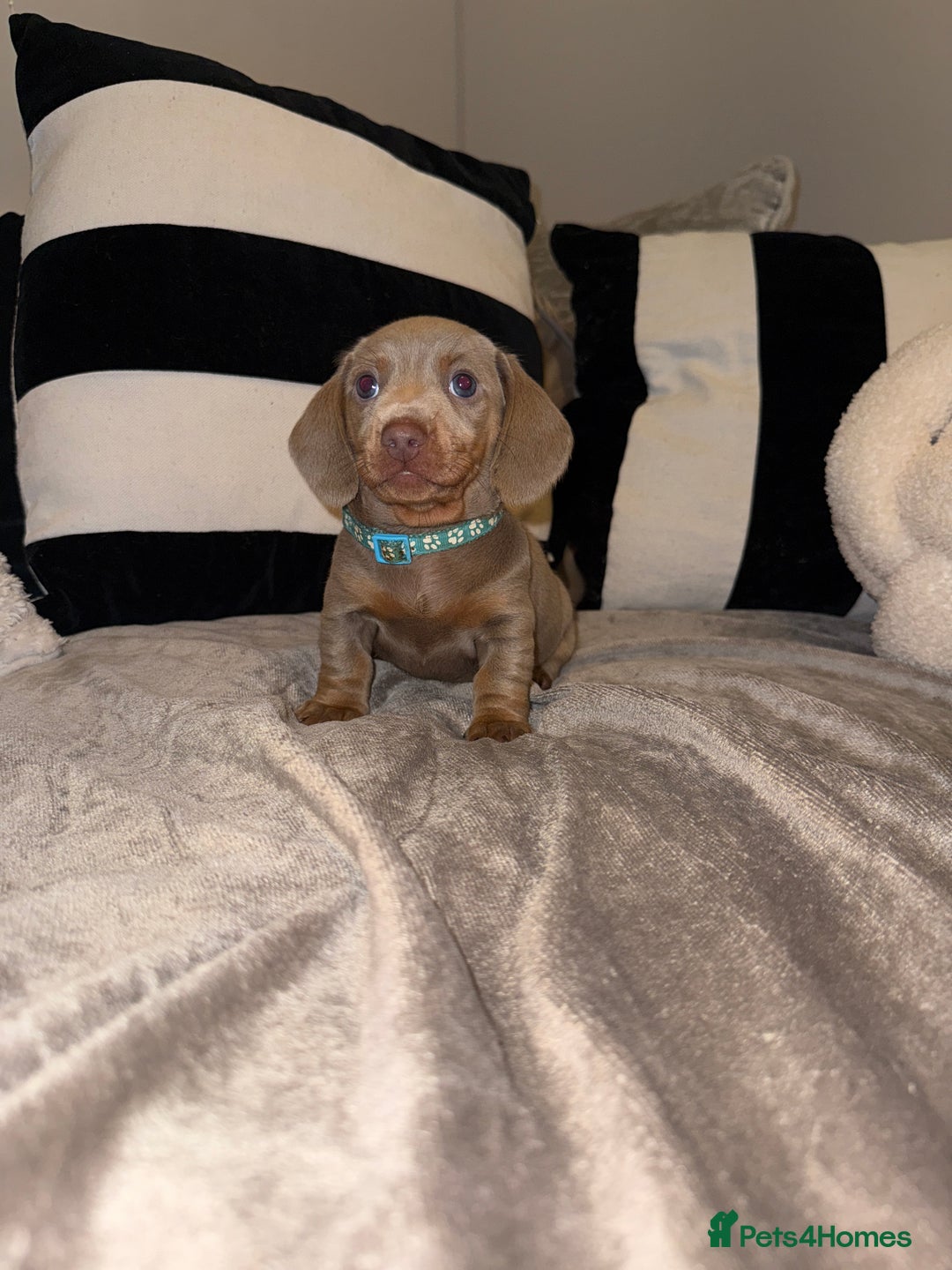 Miniature Dachshund dogs for sale:  READY NOW Quality minismooth haired dachshunds 🐾 - Image 2