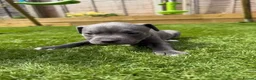 Staffordshire Bull Terrier dogs for sale: Staffordshire bull terriers for sale  - Advert 16