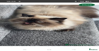 Persian cats - Advert 14
