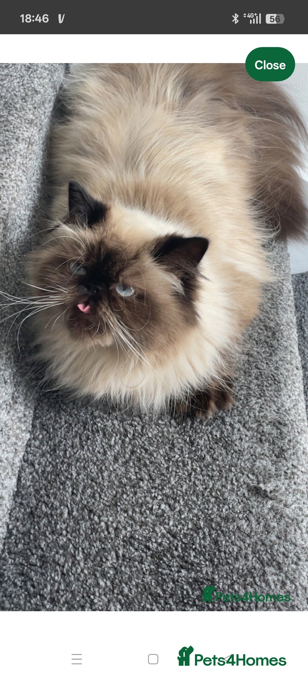 Persian cats for sale: Maggie  - Image 2