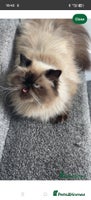 Persian cats - Advert 4