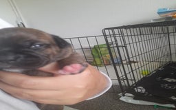 Mixed Breed dogs for sale: Puppies for sale ready 10th September - Image 6