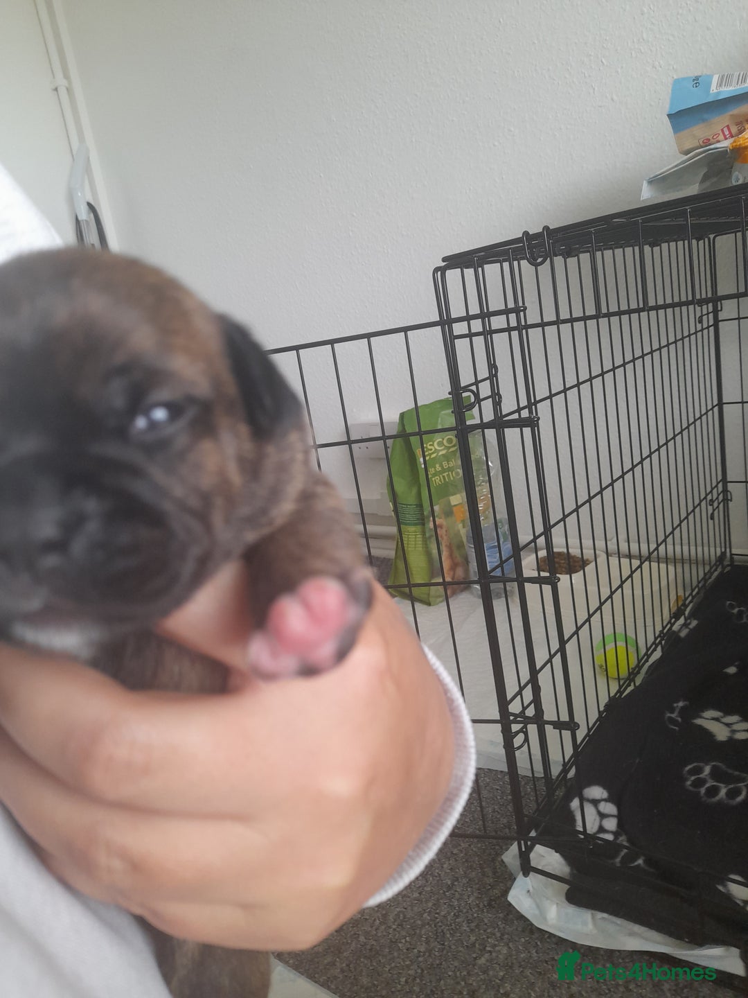 Mixed Breed dogs for sale: Puppies for sale ready 10th September - Image 6