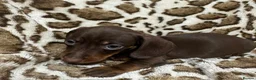 Dachshund dogs for sale: 🩷Amazing dachshund puppies🩷 - Advert 9