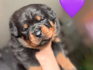 Rottweiler dogs Pure Rottweiler for Sale - Advert 1