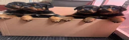 Rottweiler dogs for sale: Stunning KC Reg Old Type Rottweiler Puppies  - Advert 22