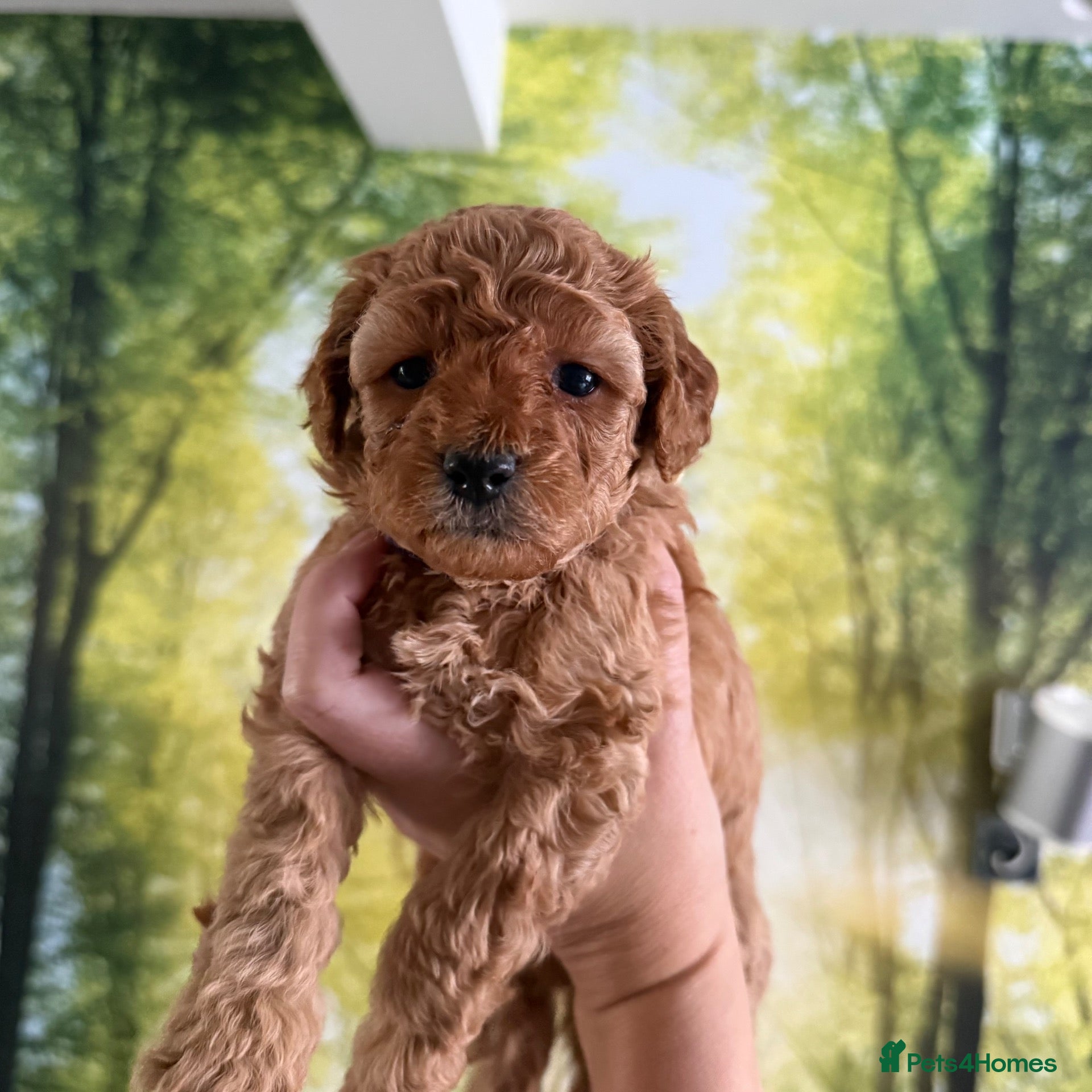 Cavapoo dogs Beautiful F1b Cavapoo Puppies ❤️Only 1 Girl Left!  - Advert 21