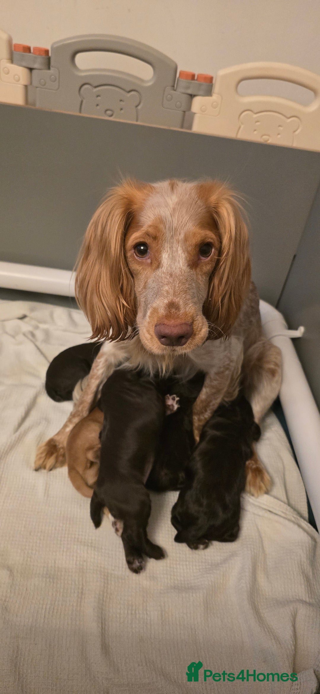 Cocker Spaniel dogs for sale: Cocker spaniel puppies for sale  - Advert 1