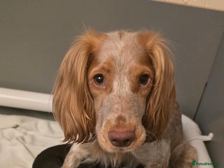 Cocker Spaniel dogs Cocker spaniel puppies for sale - Advert 3