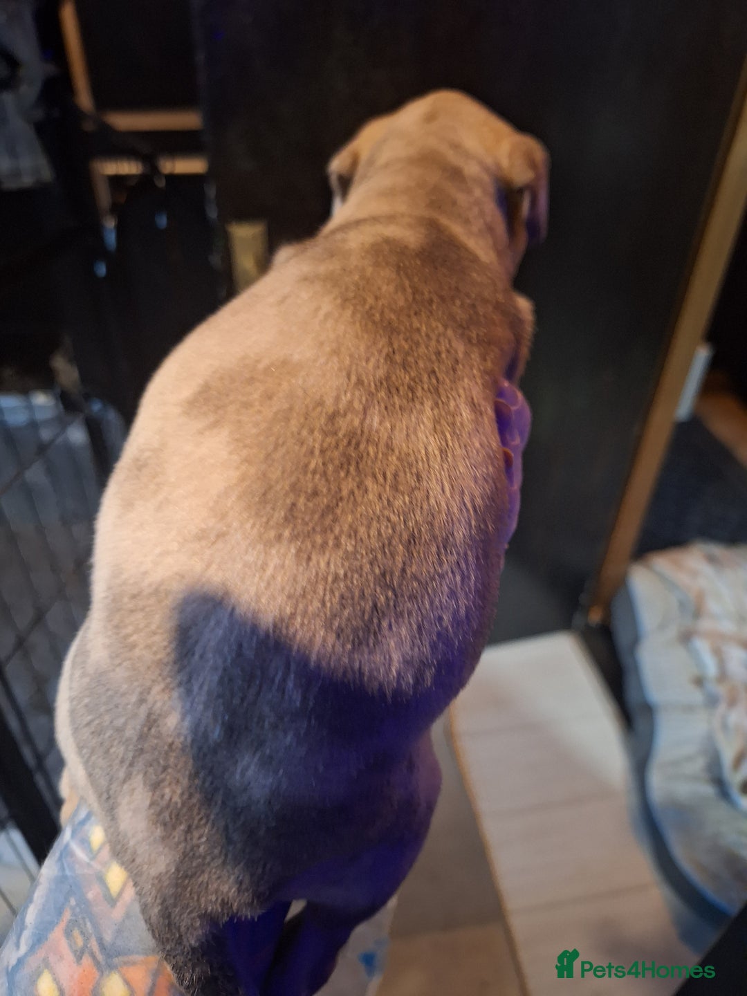 Lurcher dogs for sale: Really Now saluki Lurcher  - Advert 28