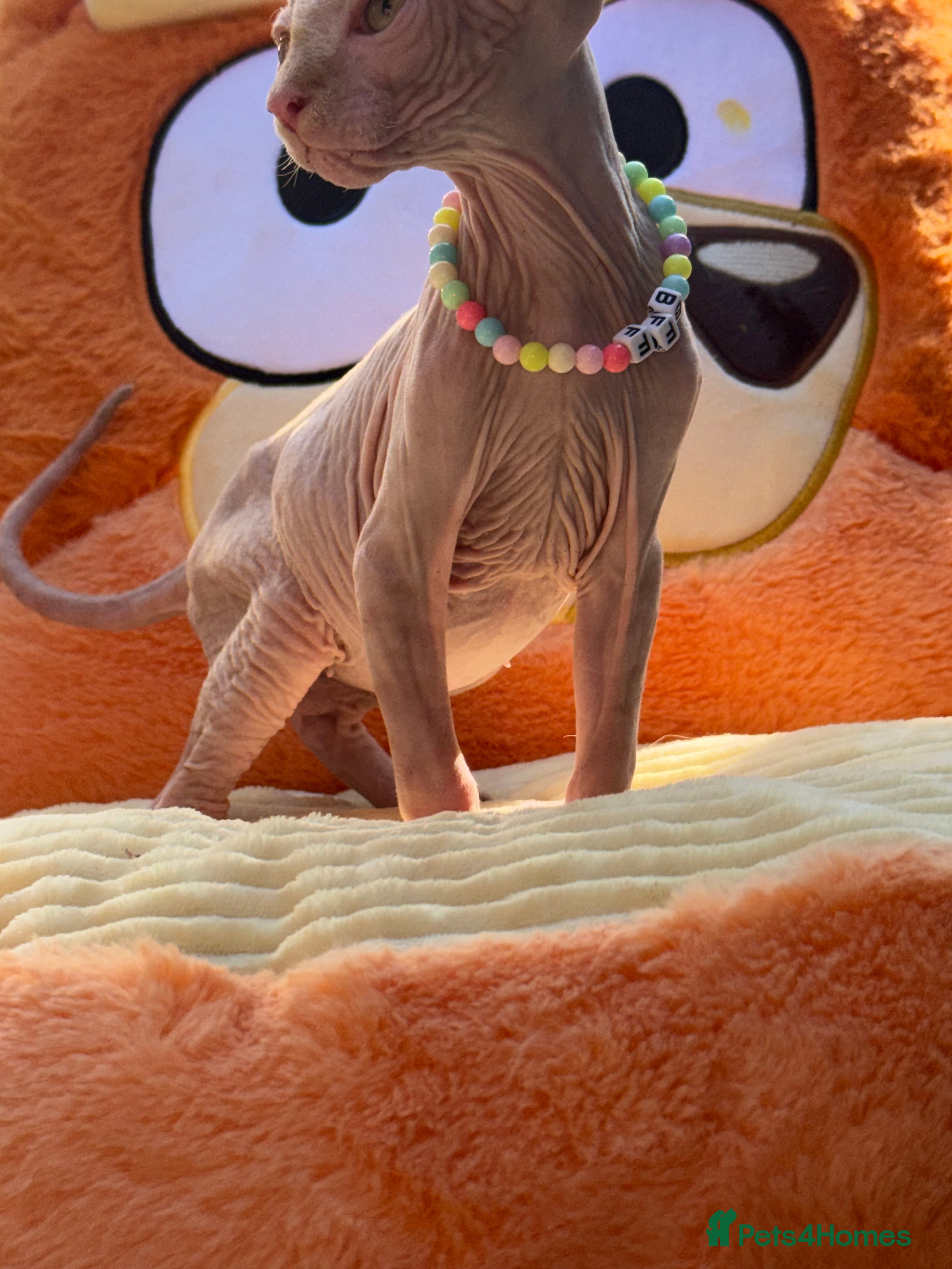 Sphynx cats Beautiful Sphynx Kittens Available  - Advert 2