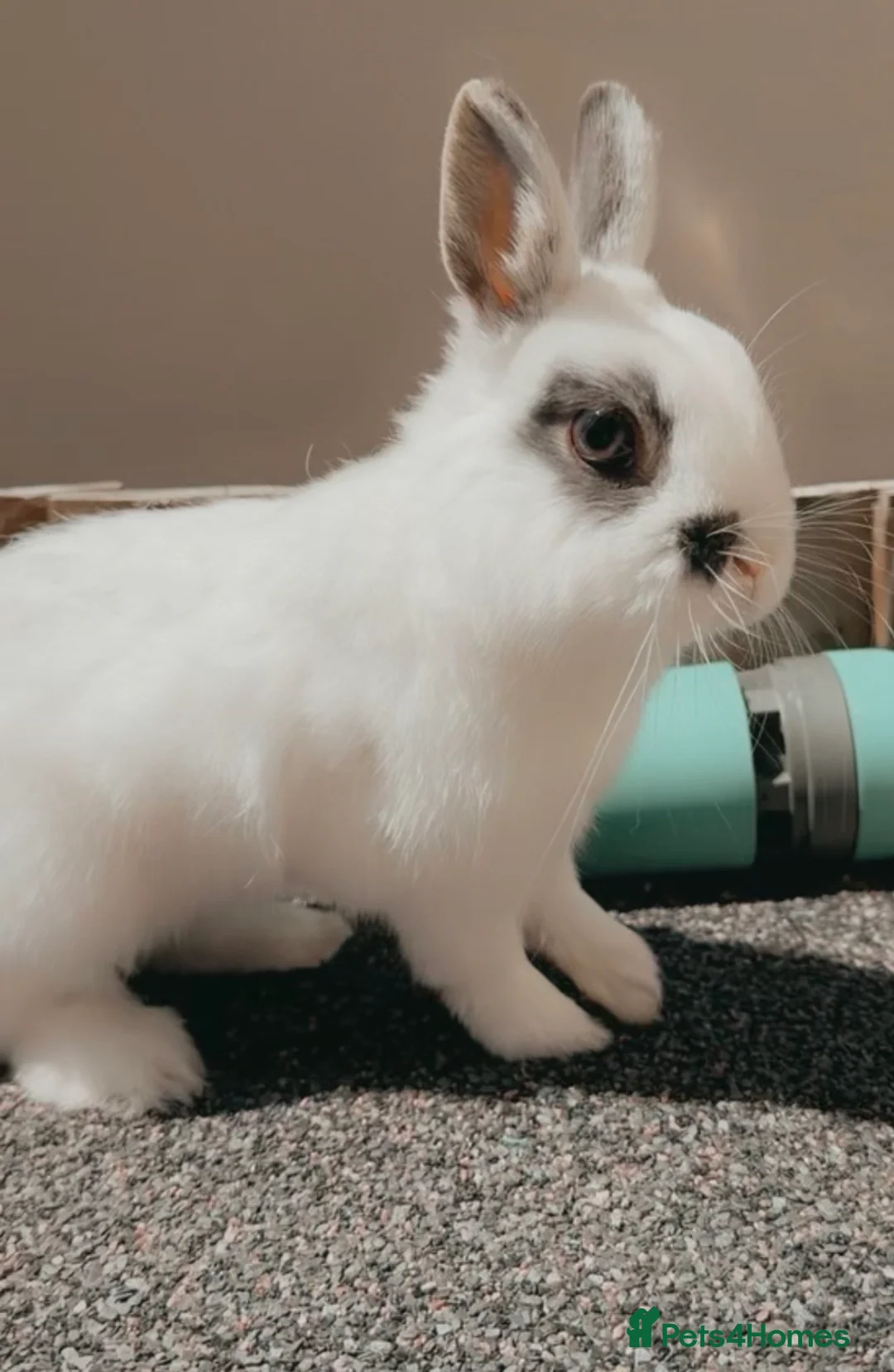Netherland Dwarf rabbits for sale: Netherlands dwarf boy - Advert 1