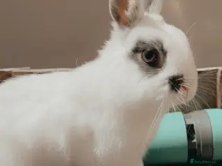 Netherland Dwarf rabbits for sale: Netherlands dwarf boy - Advert 1