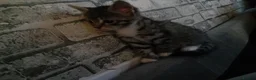 Mixed Breed cats for sale: Girl and boy left  - Advert 7