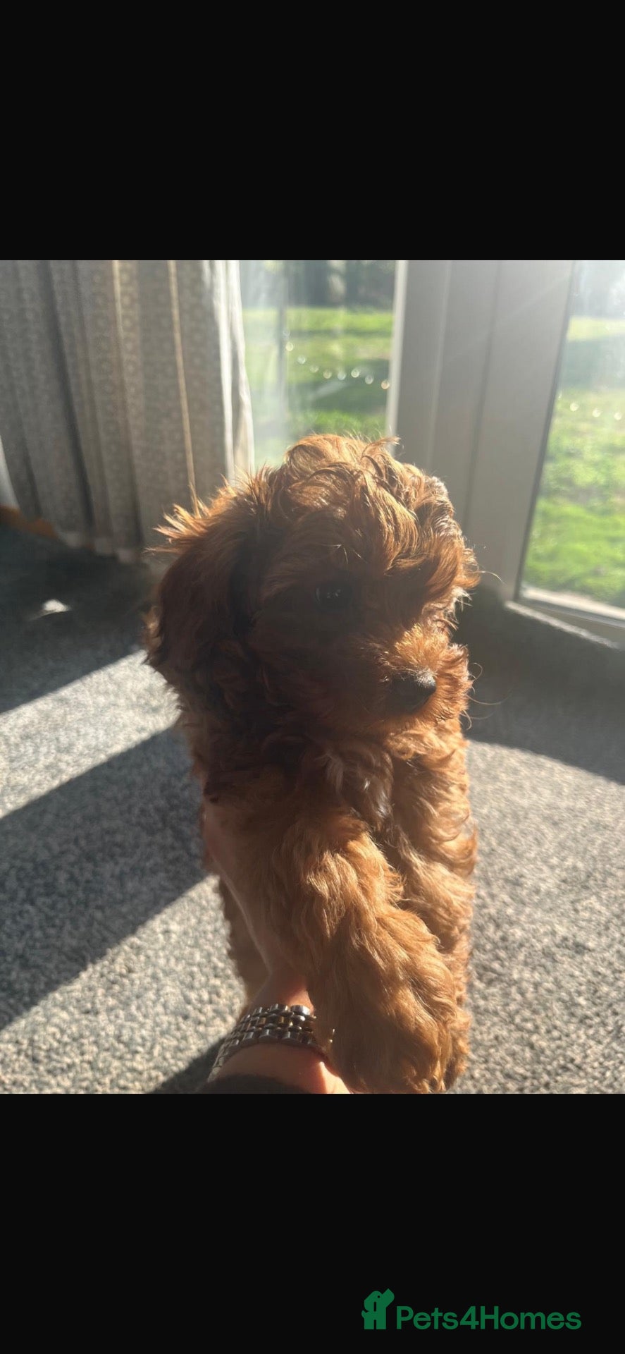 Cavapoo dogs Stunning red Cavapoo pups  - Advert 1