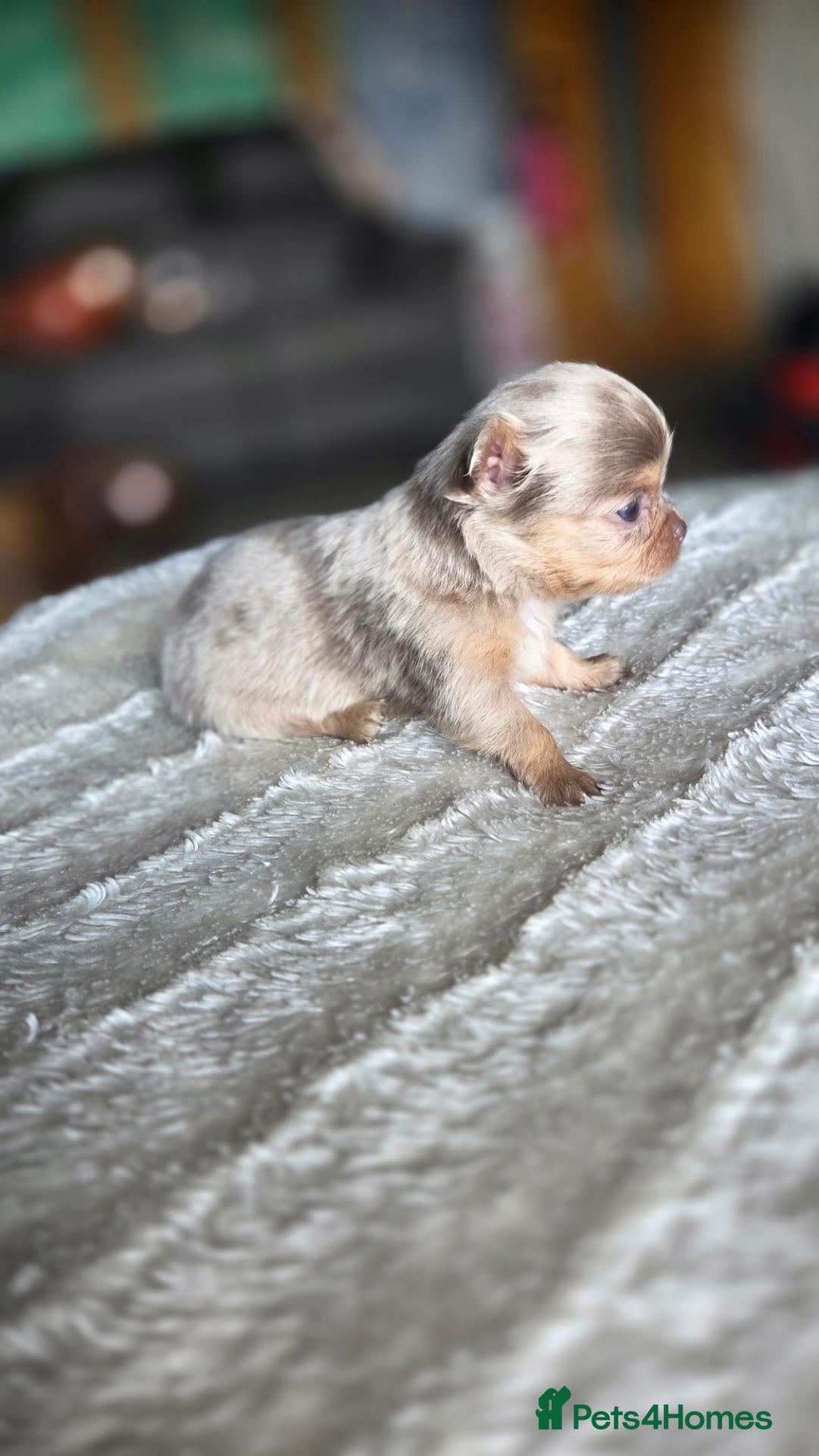 Chihuahua dogs Beautiful Top Quality Tiny Chihuahua Puppies - Advert 2