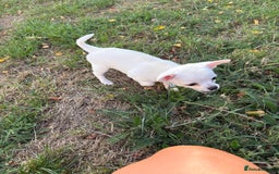 Chihuahua dogs for sale: Chihuahua pup - Image 6