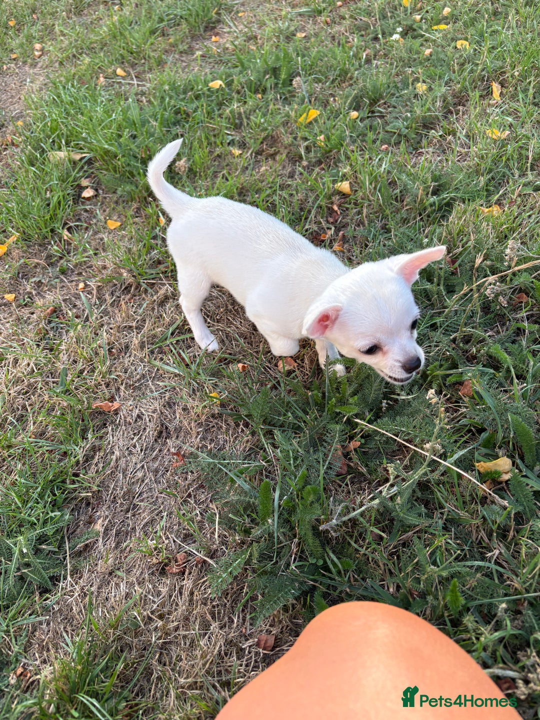 Chihuahua dogs for sale: Chihuahua pup - Image 6