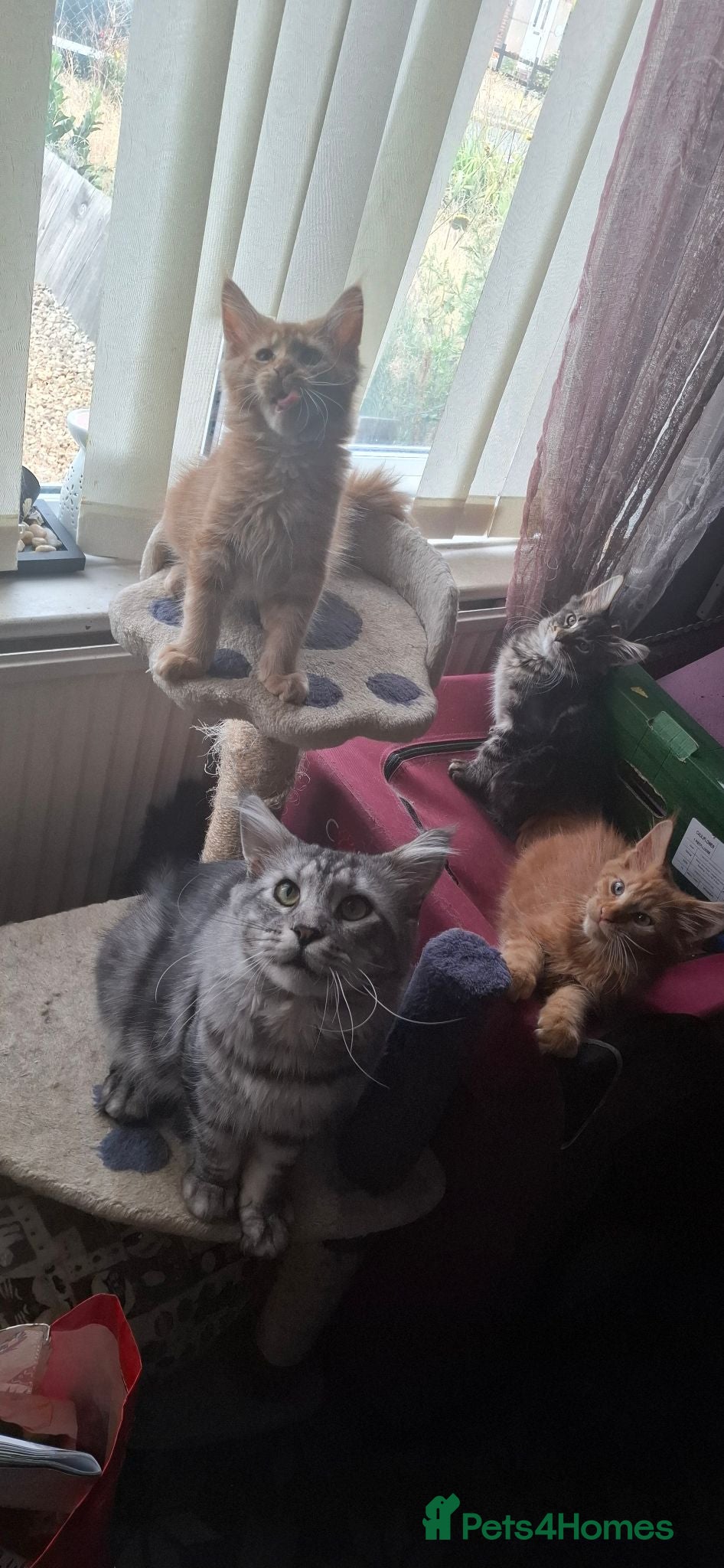 Maine Coon cats 3 stunning boys looking for their forever homes  - Advert 1