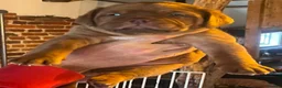 Dogue De Bordeaux dogs for sale: 10 Dogue de Bordeaux puppies for sale  in Maidstone - Advert 27