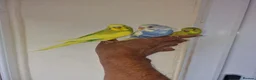 Budgerigars birds for sale: Super Silly hand tamed budgie - Advert 11