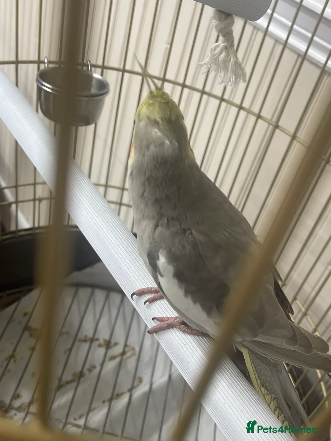 Cockatiels birds for sale: Cockatiel  - Advert 5