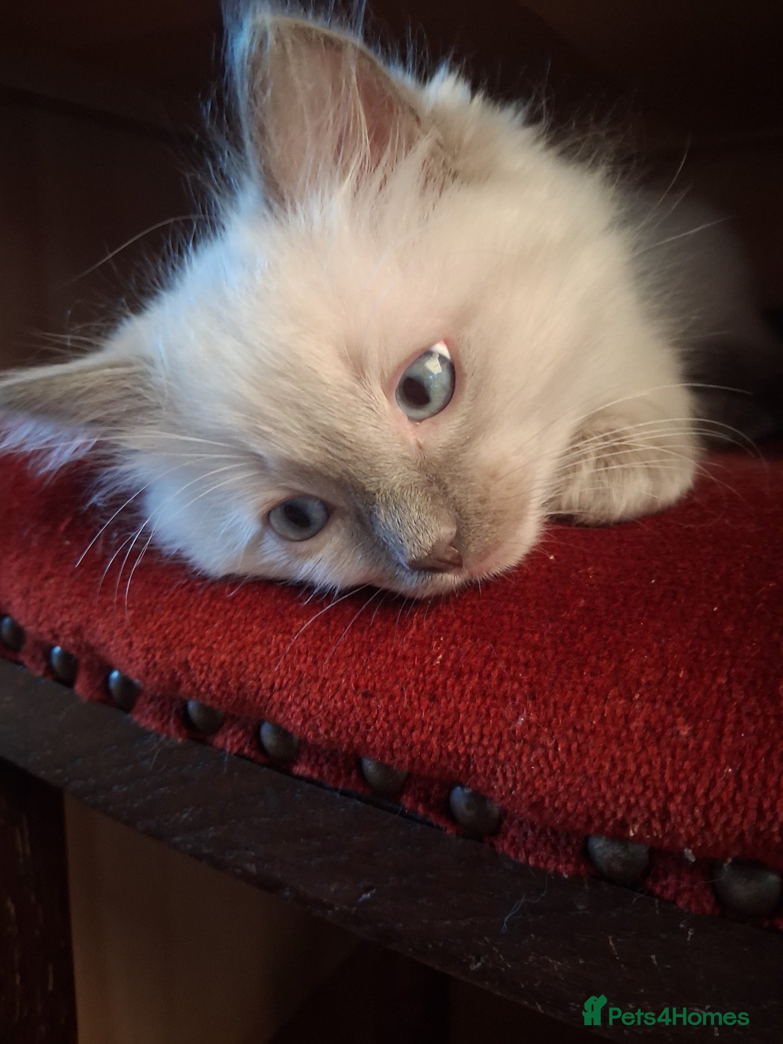 Ragdoll cats for sale: Ragdoll kittens ready 11th June after vet check - Advert 13