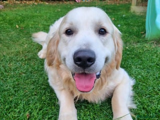 Golden Retriever dogs - Advert 28