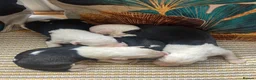 Old English Sheepdog dogs for sale: Kc Registered Old English Sheepdogs  - Advert 23