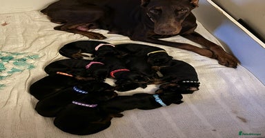 Dobermann dogs - Advert 3