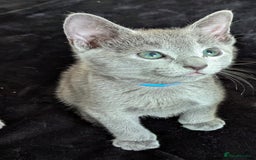 Russian Blue cats for sale: Pedigree TICA Registered kittens - Image 2