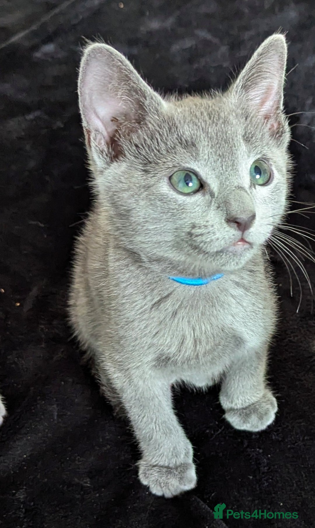 Russian Blue cats for sale: Pedigree TICA Registered kittens - Image 2