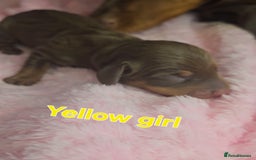 Miniature Dachshund dogs for sale: Miniature Dachshunds - Image 5