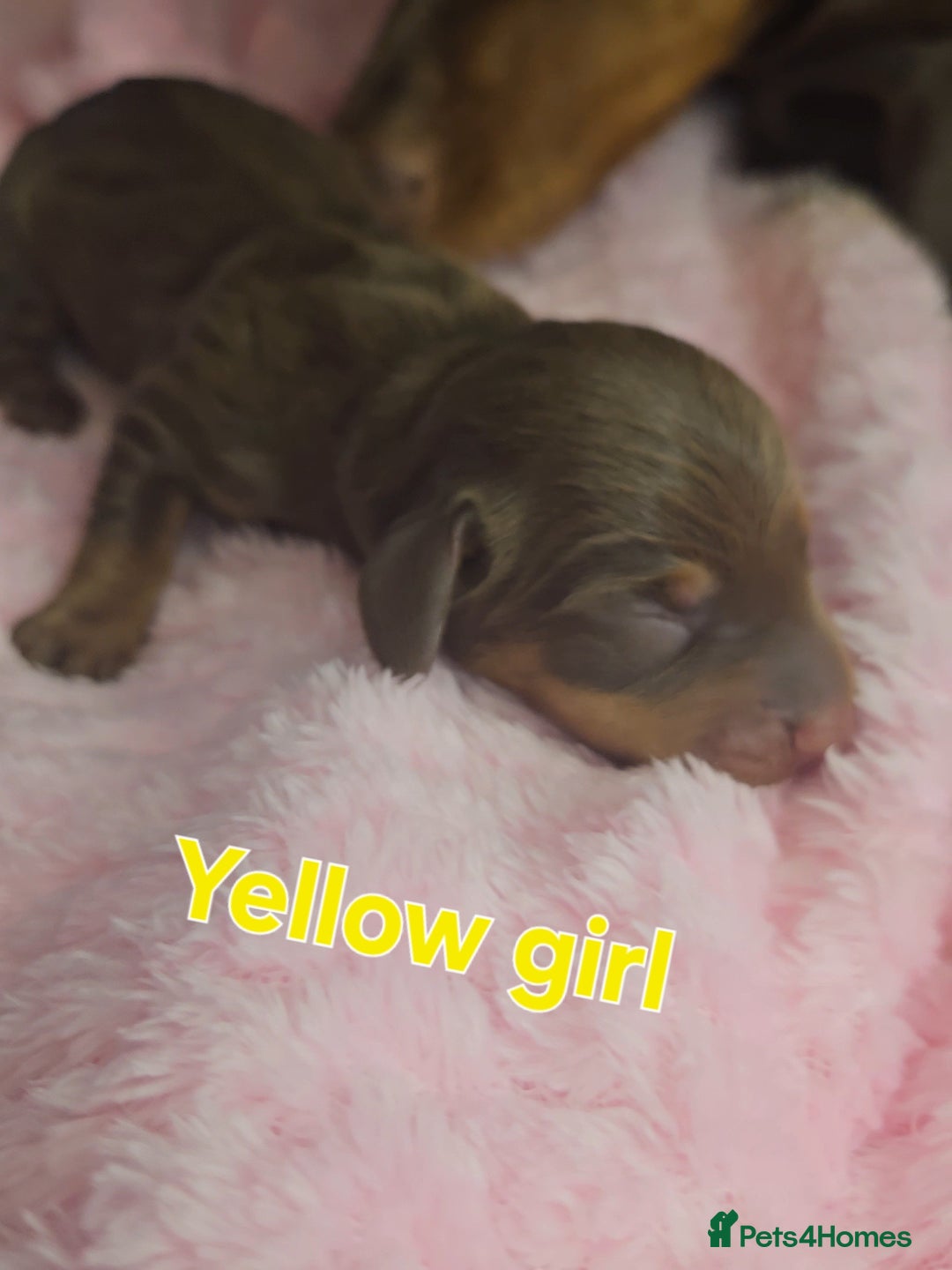 Miniature Dachshund dogs for sale: Miniature Dachshunds - Image 5