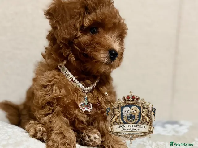 Toy Poodle dogs for sale: 1 Last girl 🏡5⭐ Licensed ESPONJOSO Toy Poodle👑 - Advert 3