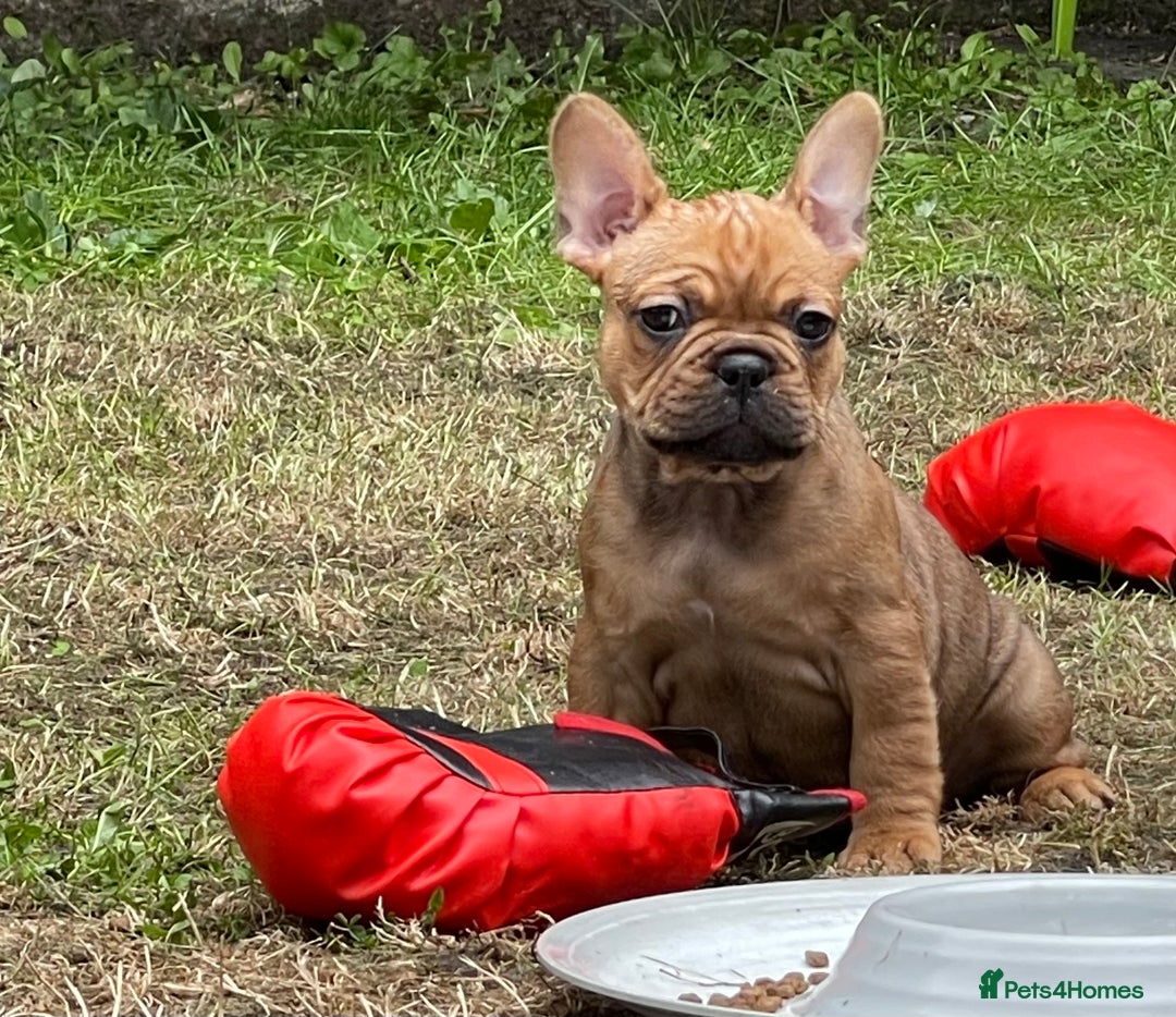 French Bulldog dogs for sale: French Bulldog puppies 3 girls and 3 boys - Image 11