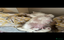 Chihuahua dogs for sale: 3 small chihuahua puppies  - Image 25